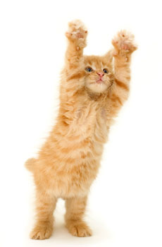 Photo of kitten reaching.